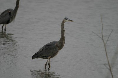 Blue Heron
