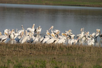 White Pelicans