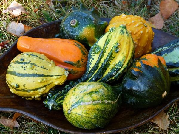 squash