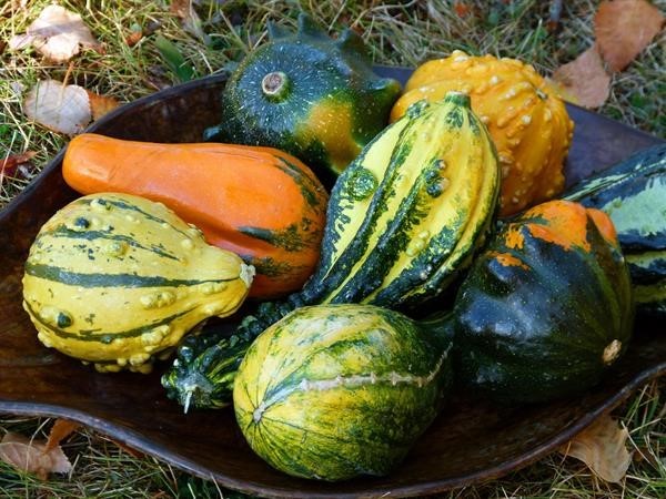 The Amazing Squash
