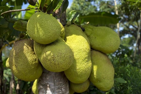 Jack of All Fruits