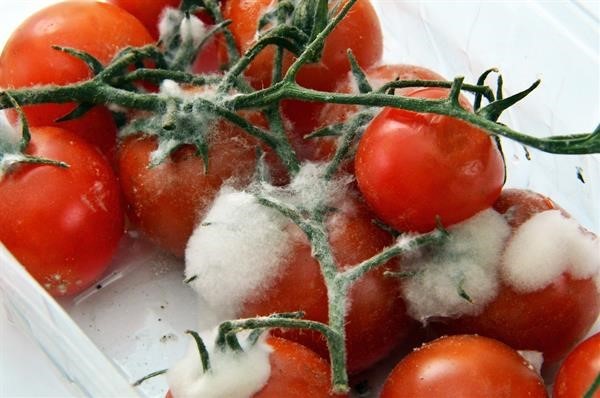 Food Handling – Types of Food Contamination
