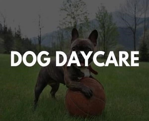 DOG BOARDING