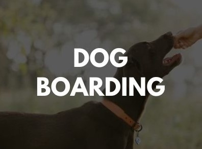 CAT BOARDING