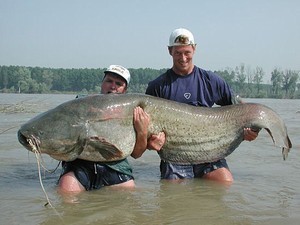 World Record Catfish Pic