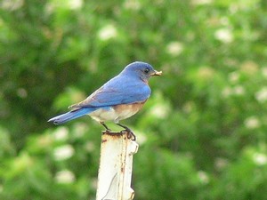 WebPost Image