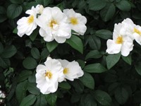 Family Tree Includes Antique Rose