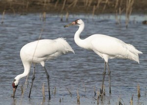 Rare Visitors at Hagerman NWR