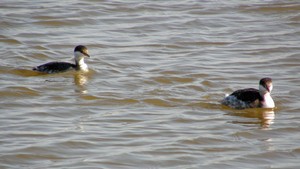 waterfowled..jpg (20080105_105248_2593_waterfowled..jpg)