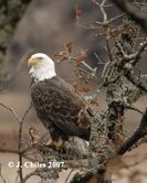 Jack Chiles - Photographer of the Month for Friends of Hagerman NWR