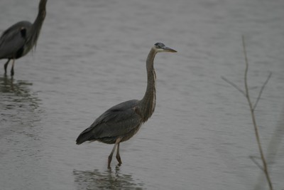 Blue Heron
