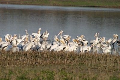 White Pelicans