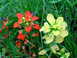 Wildflower Walk at Hagerman NWR