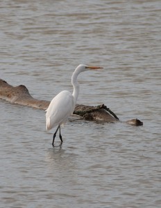 Bill Hurst, May Photographer of the Month for Friends of Hagerman NWR