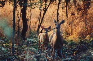 Friends of Hagerman Name June Photographer of the Month
