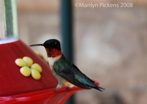 Hummingbirds of Texas