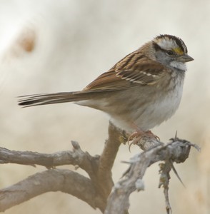 Know the True Sparrows of North Texas?