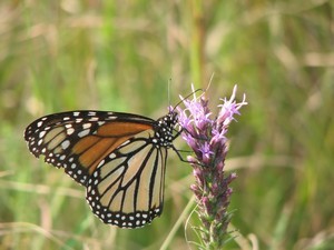 December Photographer of Month for Friends of Hagerman NWR