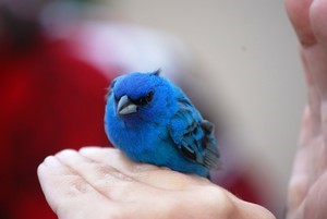 Bird Banding Held at Hagerman NWR