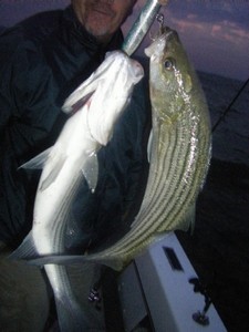 Texoma Topwater Fishing + Exciting News!