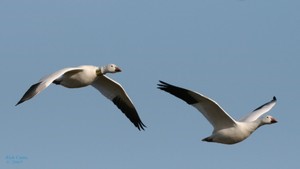 First Annual Hagerman NWR Photo Contest