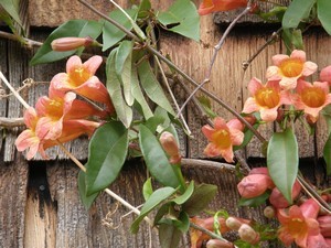 Master Gardener Classes for Grayson County Slated for January- March, 2010