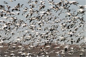 Geese Arriving at Hagerman National Wildlife Refuge