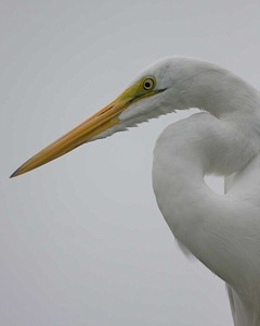 Hagerman NWR Photo Winners