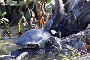 Sign Up for Photo Safari at Hagerman April 17
