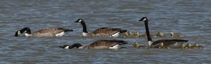 The Natural Blogger - Friends of Hagerman NWR