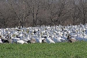 Wintering Waterfowl Topic at Hagerman NWR December 11