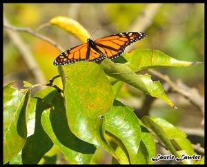 Laurie Lawler June Photographer of the Month at Hagerman