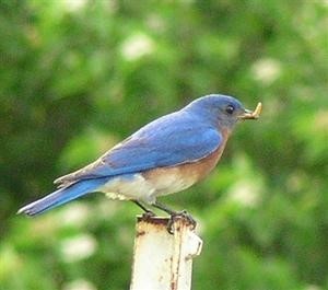 Bluebird Program at Hagerman NWR February 11