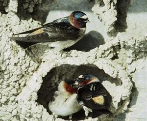 Cliff Swallows: A Scientific Look at Colonies and Evolution