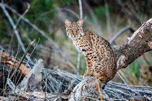 Nature Photography Workshop at Hagerman NWR